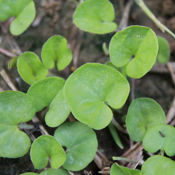 Turfgrass Weedspng